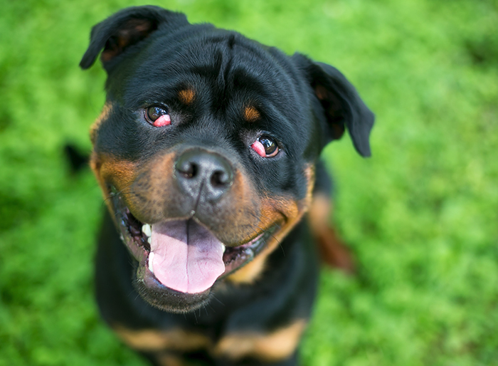 Cherry Eye in dogs Local Vets