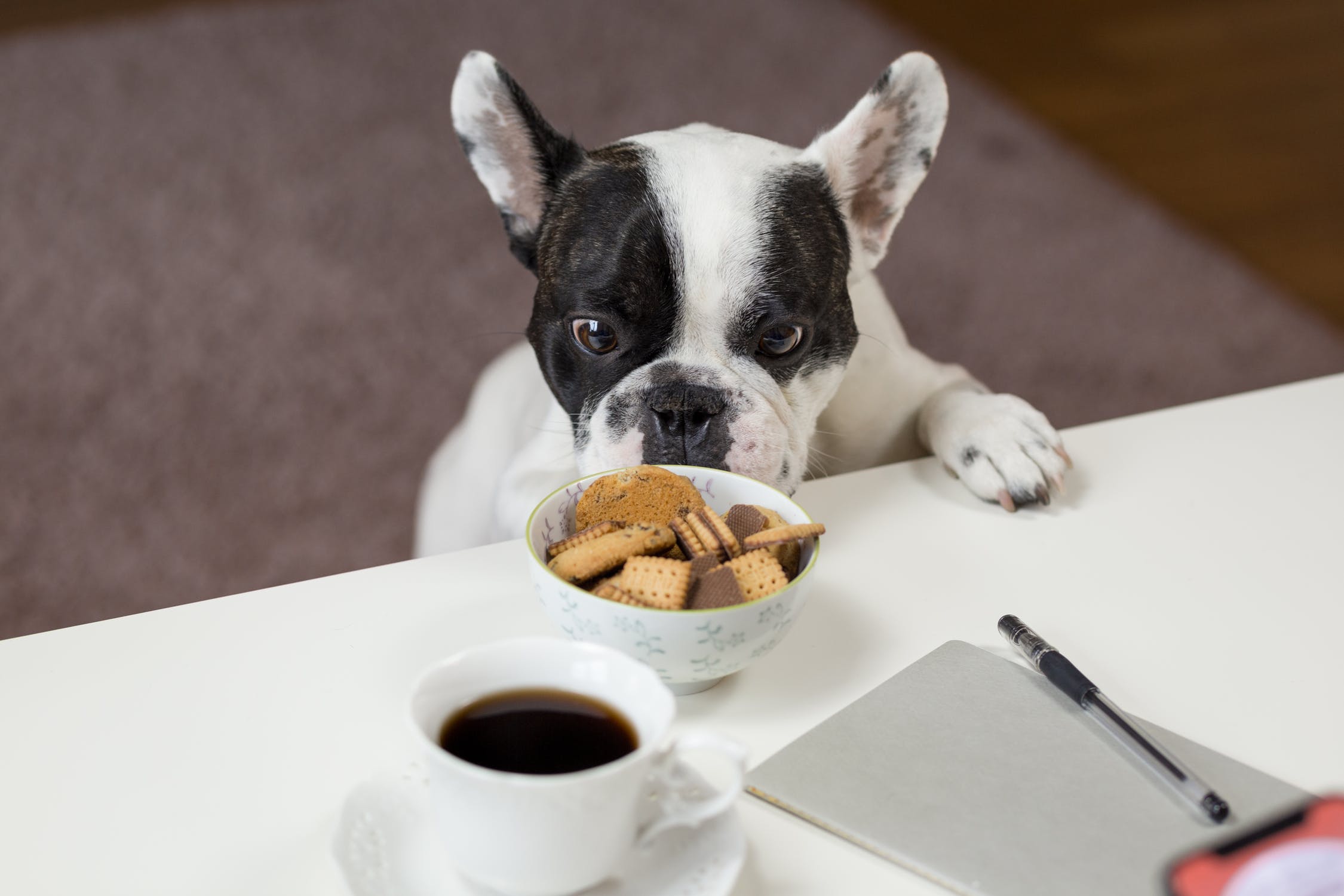 dog looking at biscuits