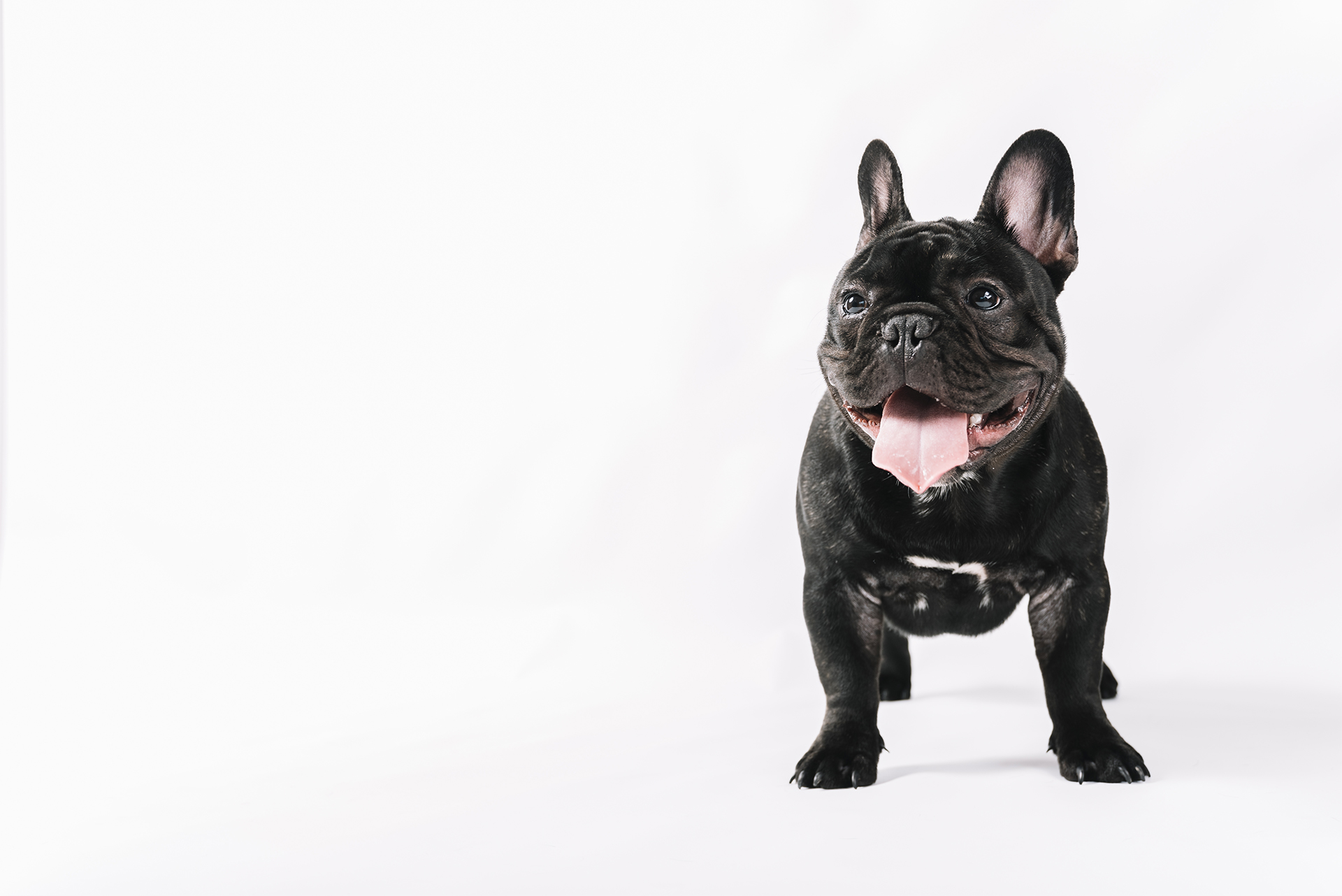 Black Bulldog with tongue out