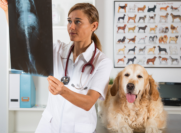 vet and dog in radiography