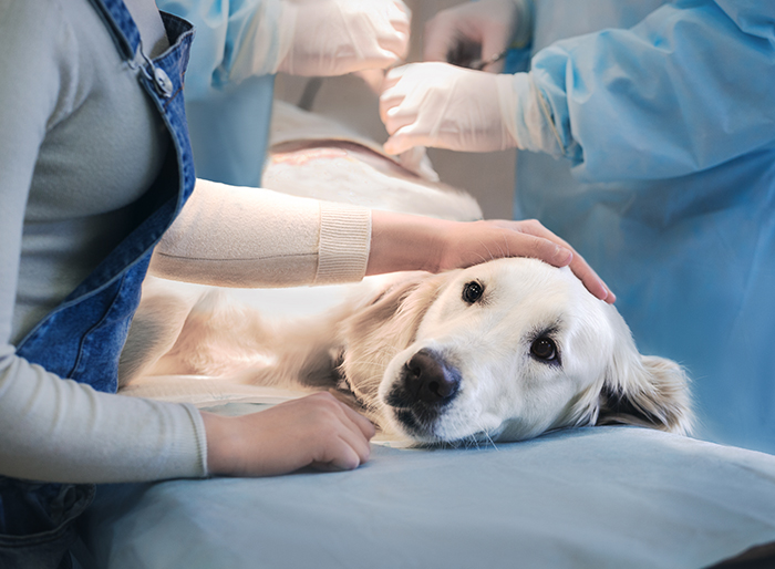 dog in surgery