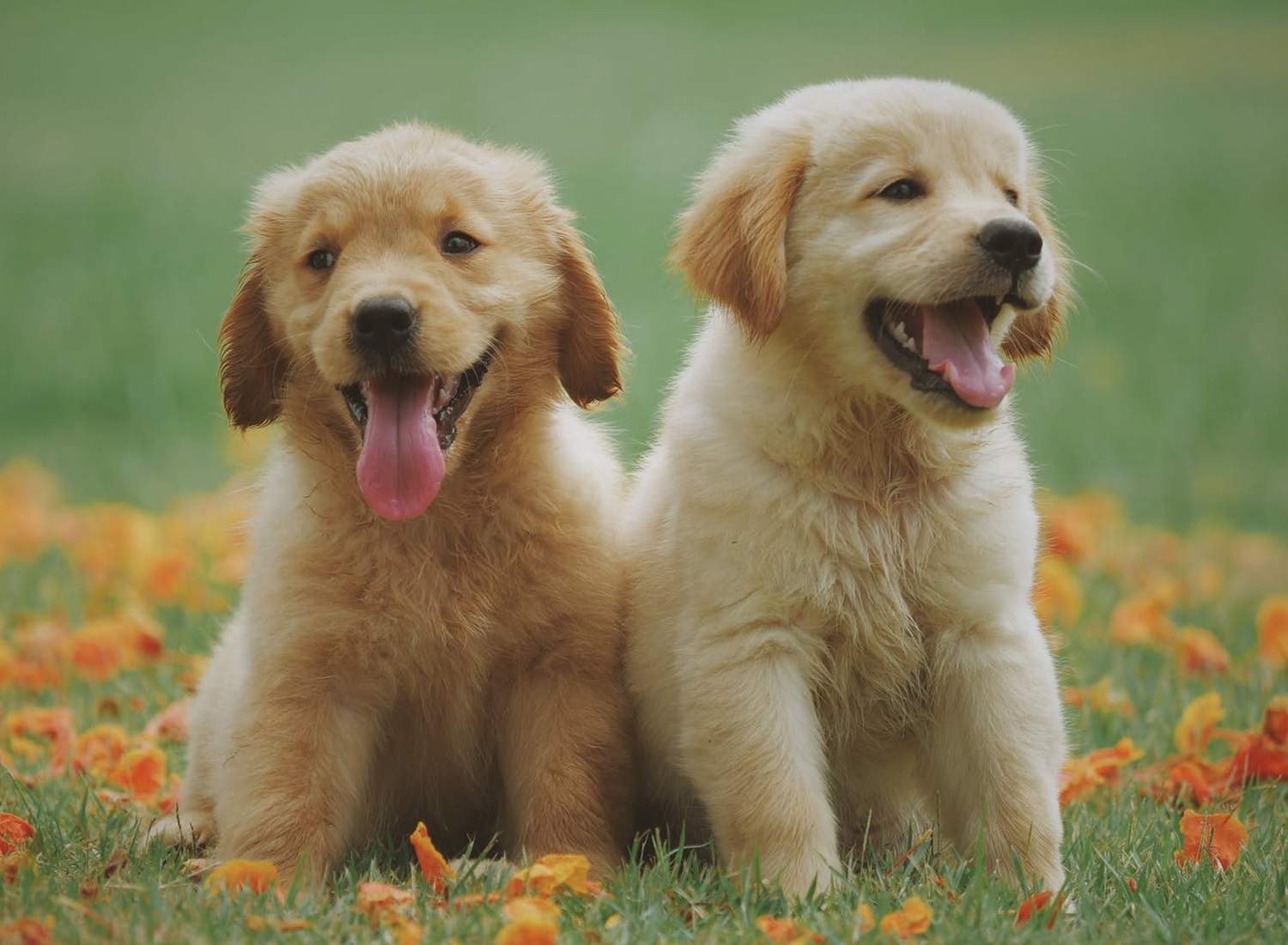 Veterinary reproductive sales services near me