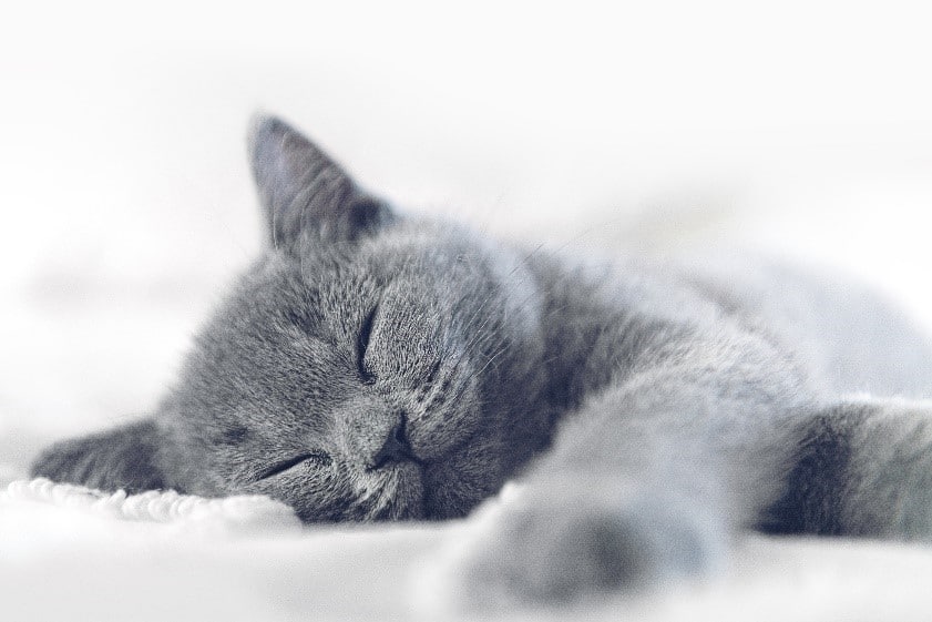 grey kitten sleeping before cat neutering