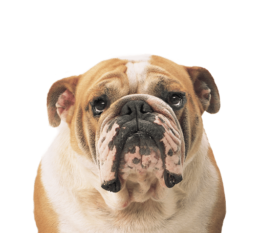 bulldog dermatology