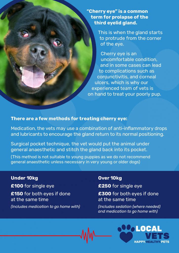 Cherry Eye infographic