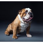 Bulldog 17 Local Vets