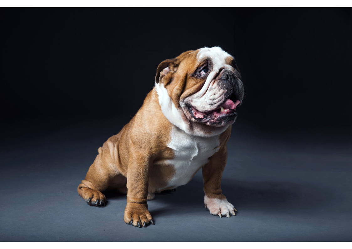 How much should a bulldog eat a day clearance