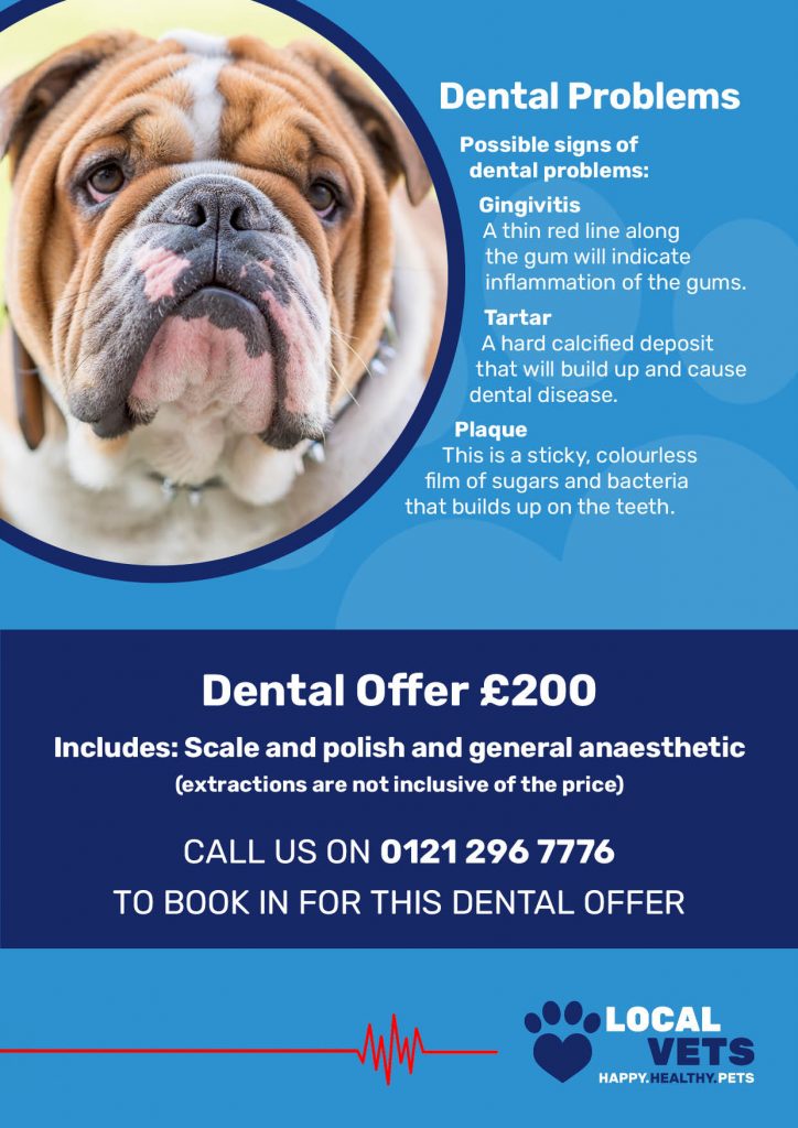Dog dental problems infographic