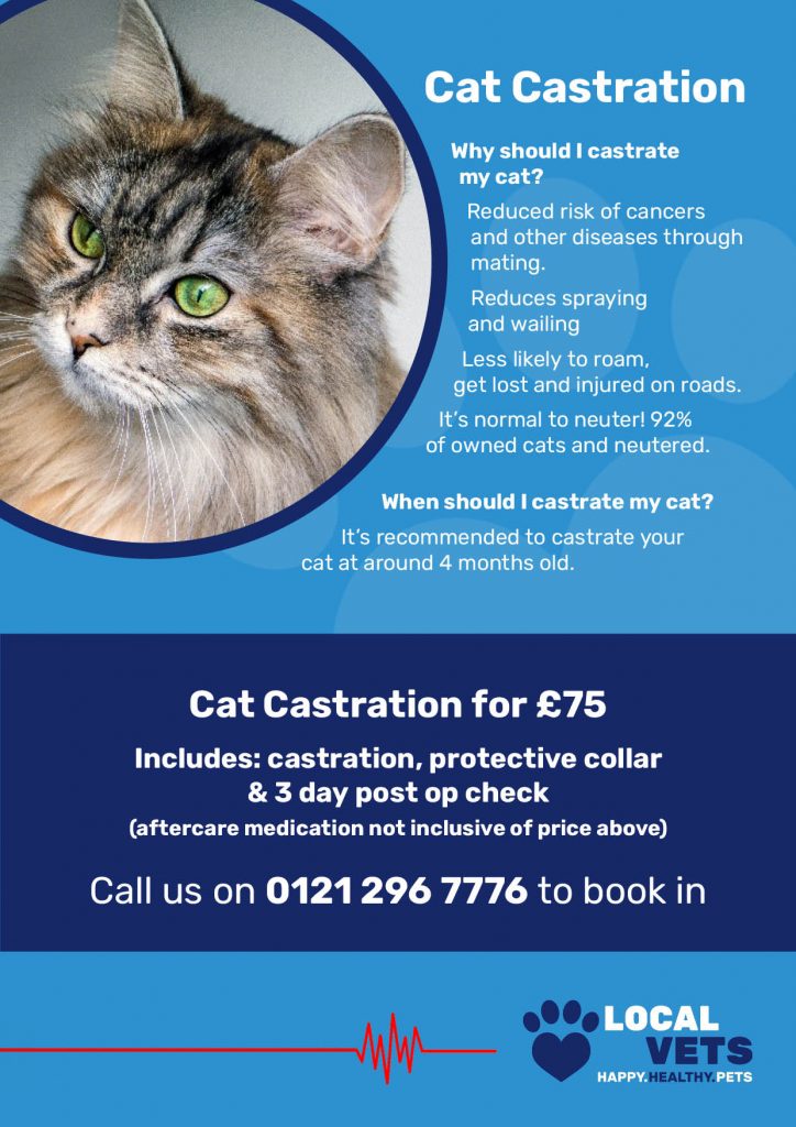 Cat Castration infographic