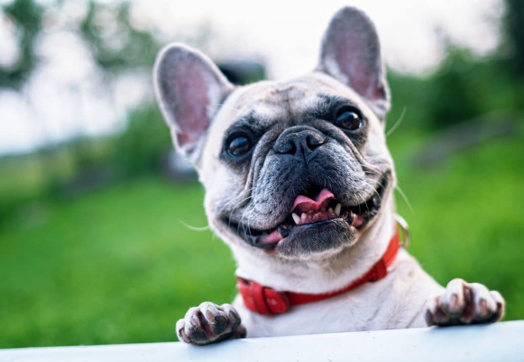 French Bulldog with toungue out health advice page