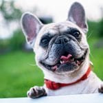 French Bulldog with toungue out health advice page