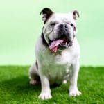 A bulldog after receiving emergency treatment at Local Vets near Brierley Hill