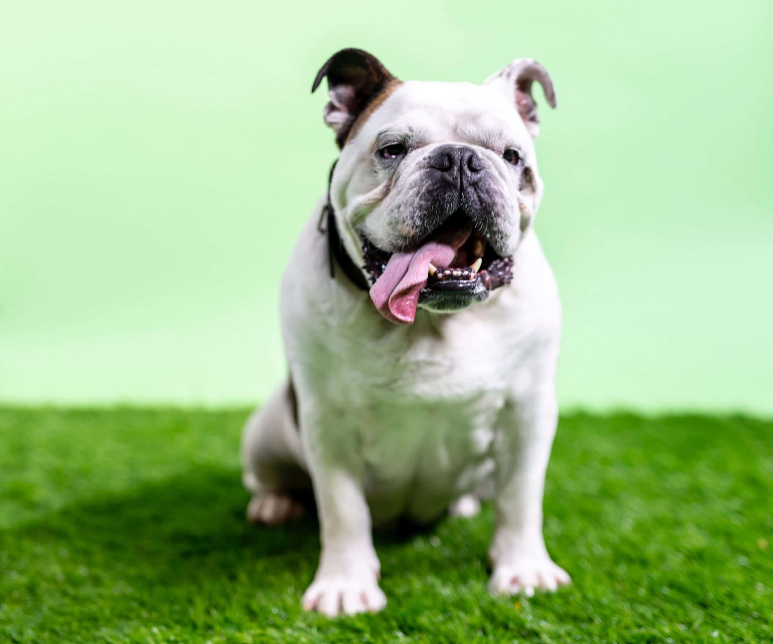 A bulldog after receiving emergency treatment at Local Vets near Brierley Hill