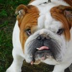 Bulldog Dry Eye