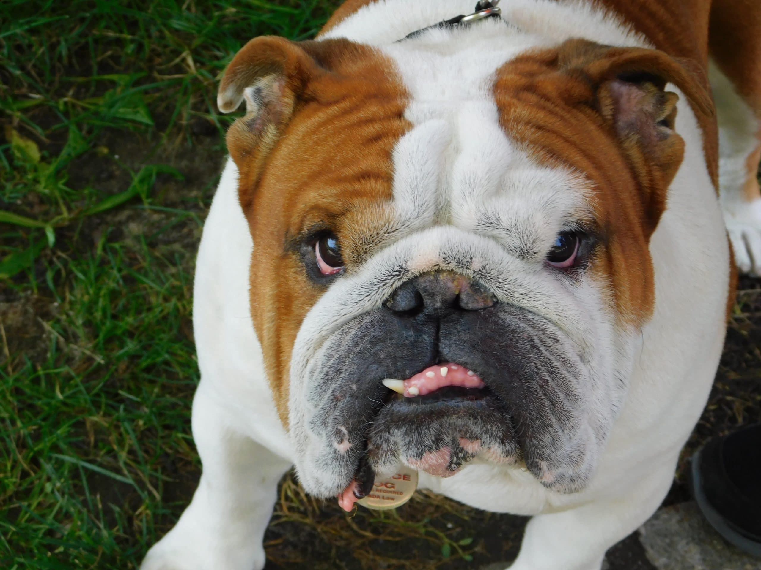 Bulldog Dry Eye Bulldog Dry Eye