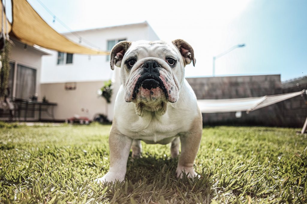 Local Vets Halesowen Bulldog Care