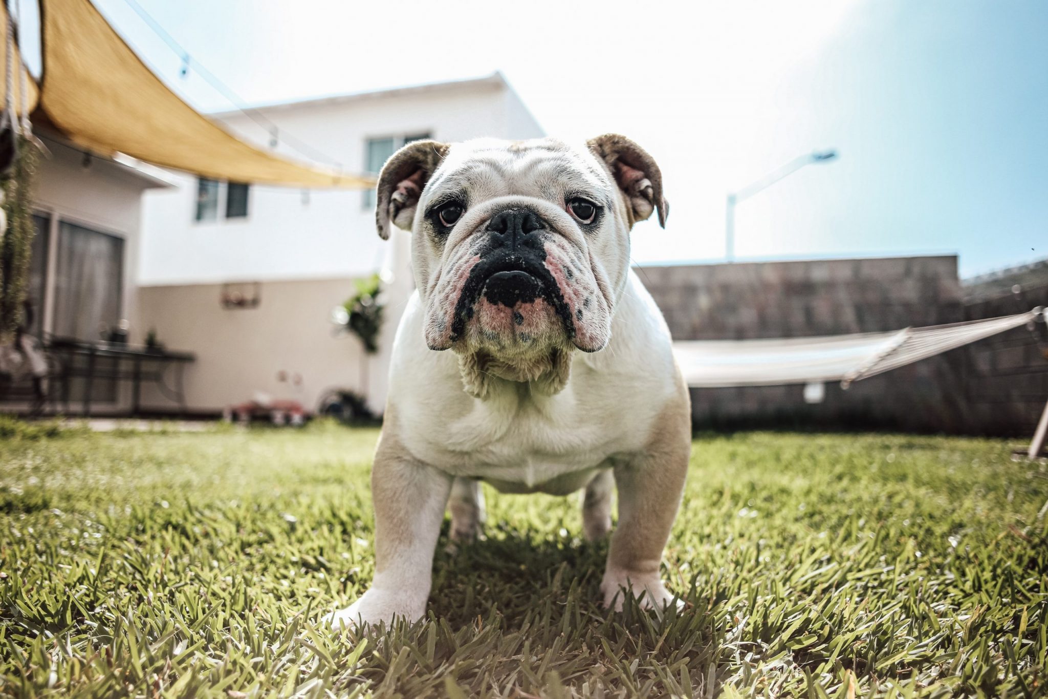 Local Vets A bulldog aspecialist