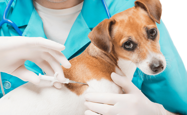 Dog Microchipping Local Vets