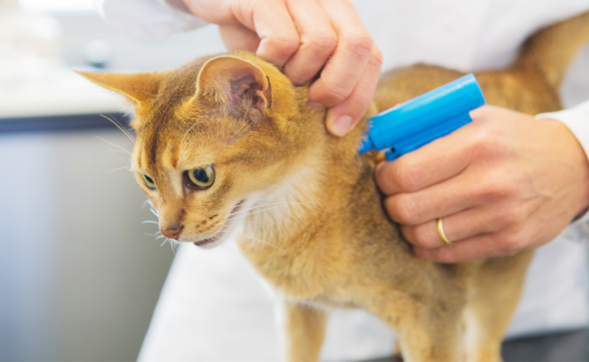 cat microchipping