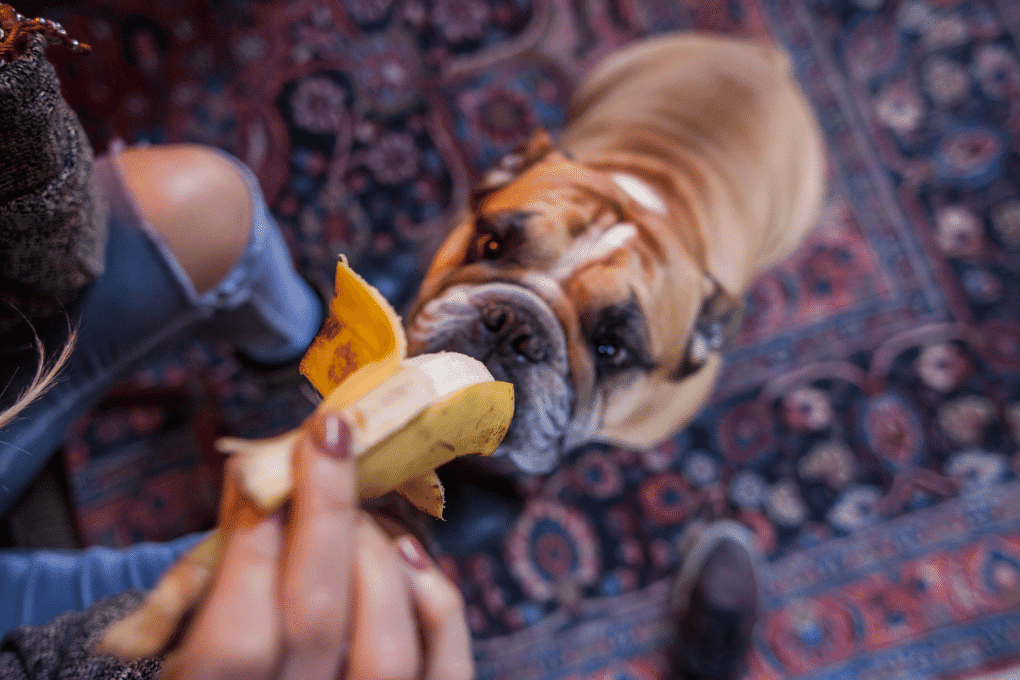 What to feed your bulldog Local Vets