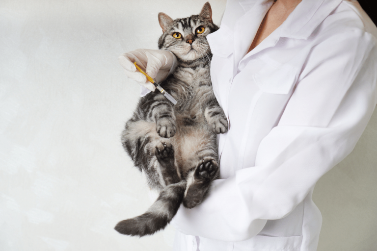 Cat Vaccinations Near Me Local Vets