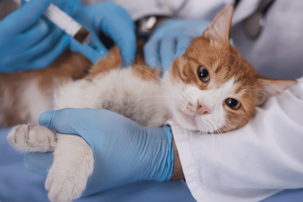Cat vaccinations Local Vets