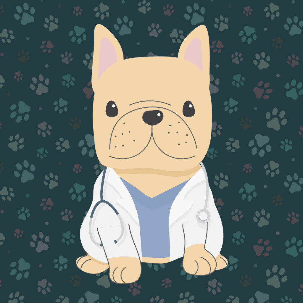 We are the French Bulldog Vet Specialist Near You here at Local Vets that can appropriately tend to your dog. Call us today to book an appointment