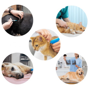 All our services are performed by experienced vets and include specialised services as vets in Birmingham