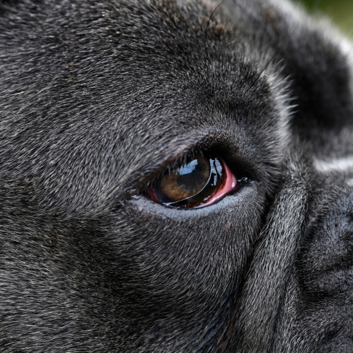 dog entropion We provide treatments for dog entropion here at Local Vets
