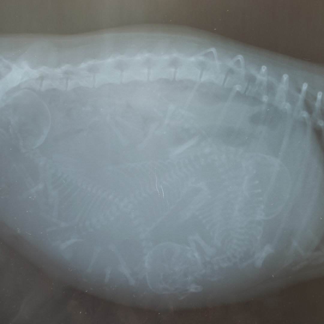 Dog pregnancy scans are important to determine how long your dog has been pregnant for and for puppy evaluations.