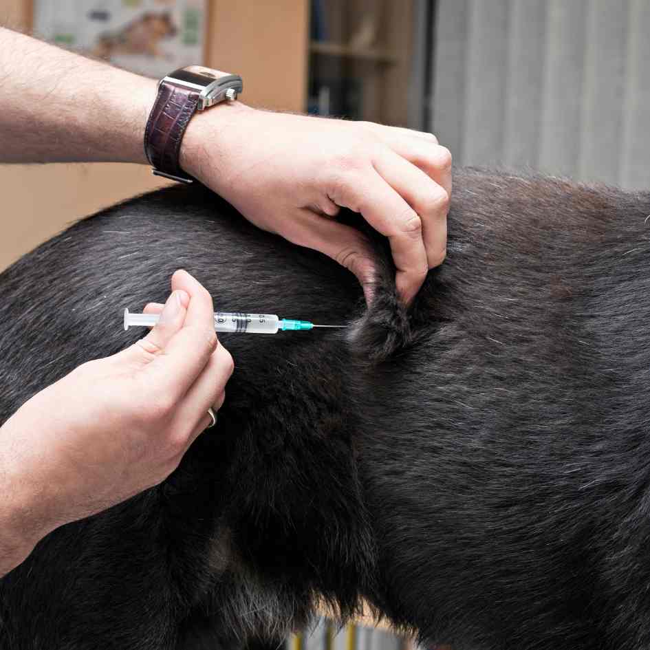 booster vaccinations for dogs