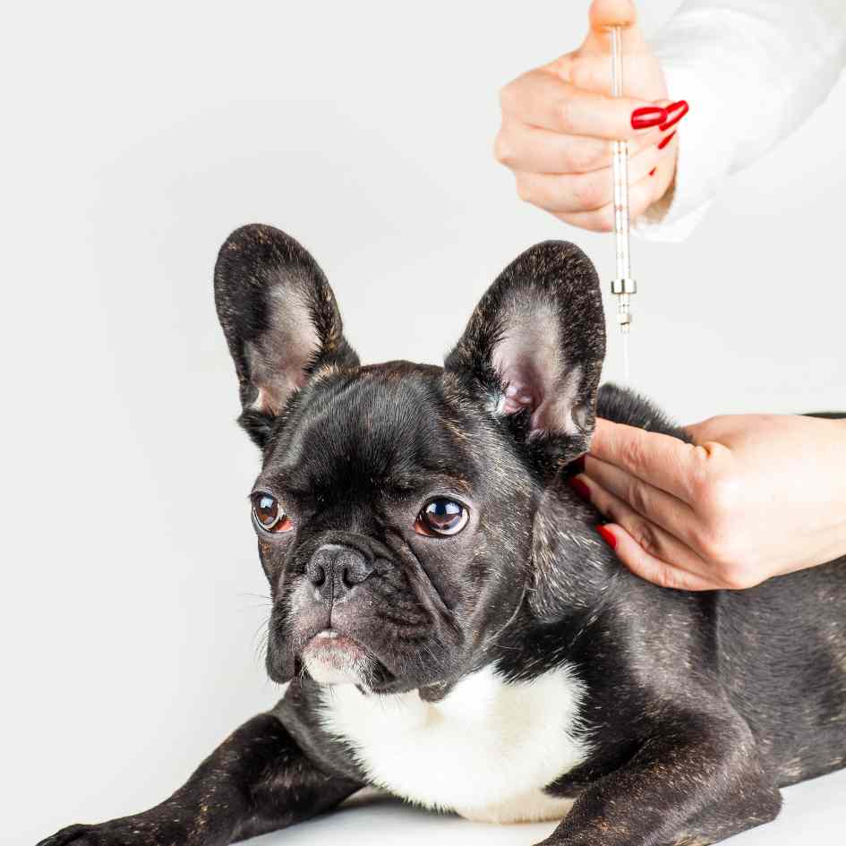 booster vaccinations for dogs