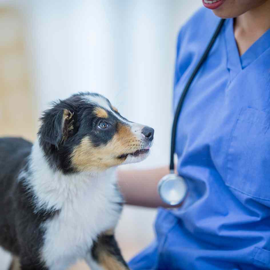 Our specialist vets and nurses are highly trained and can provide urgent care as emergency vets in Birmingham