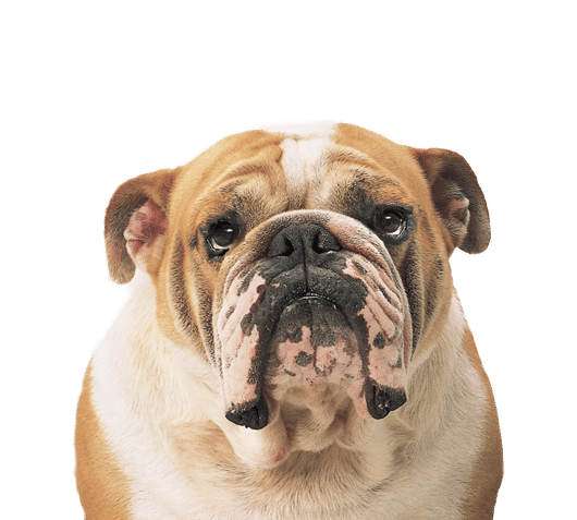 Bulldog vets near me at Local Vets are a specialist bulldog veterinary facility