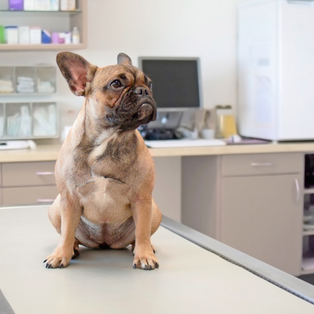 dog skin conditions