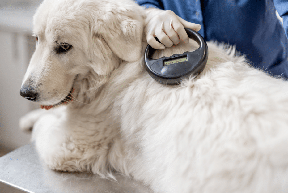 Choose Local Vets for your Pet Microchipping in Oldbury
