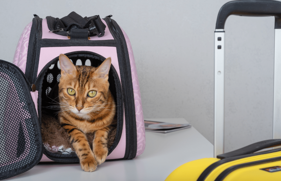 Use Local Vets for your pet passport and travel needs