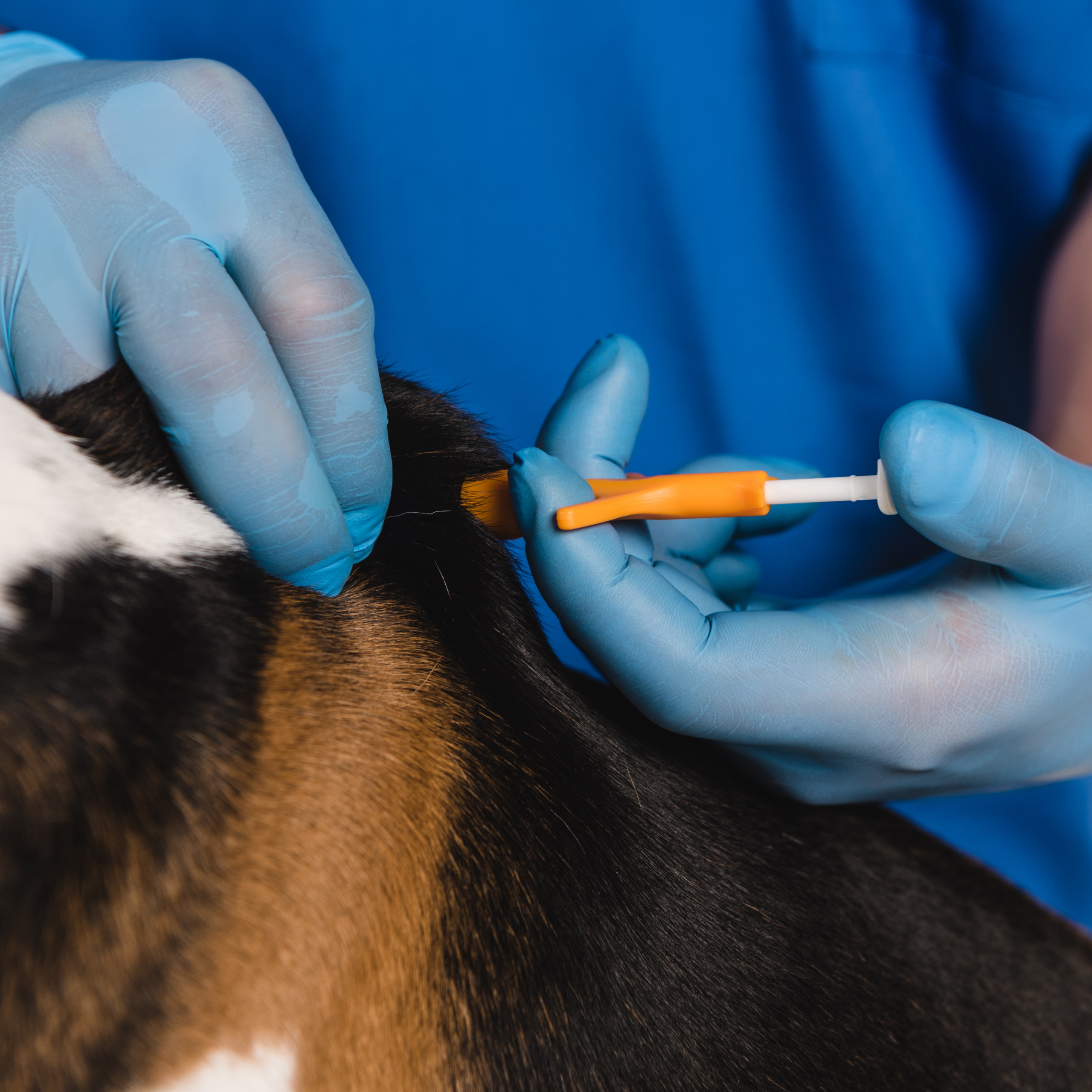 Looking for a clinic to do your Pet Microchip service. Book an appointment with Local Vets.