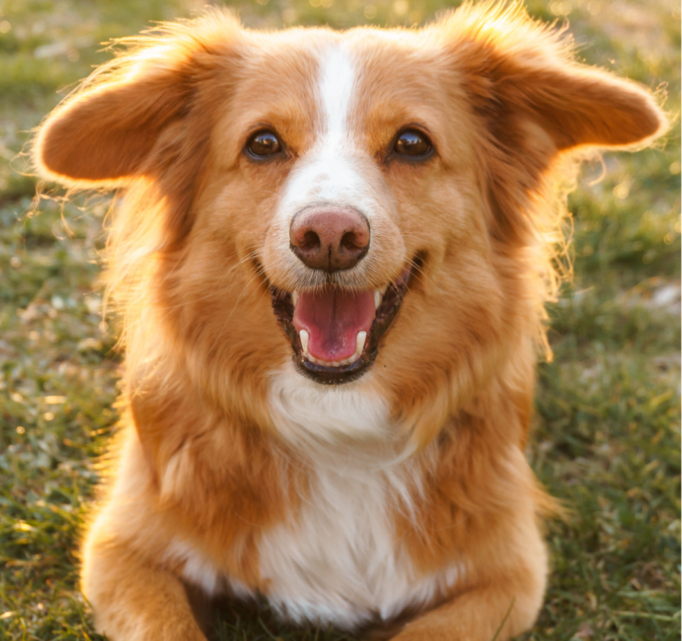 Dog after receiving ovary spaying service from Local Vets