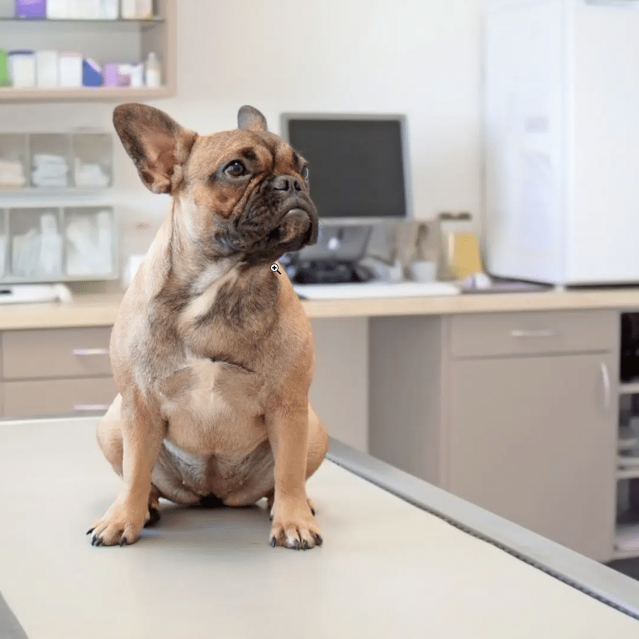 Dog visiting Local Vets for pet neutering