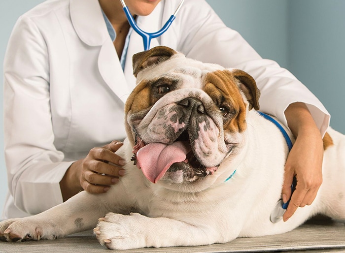 bulldog receiving treatment from a vet