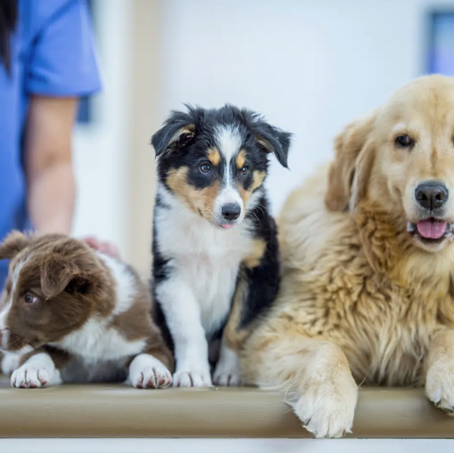 Two puppies and an older golden retriever dog at local vets after undergoing the dog neutering near me procedure