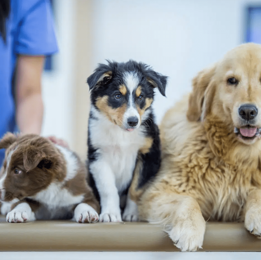 Two puppies and an older golden retriever dog at local vets after undergoing the dog neutering Oldbury procedure