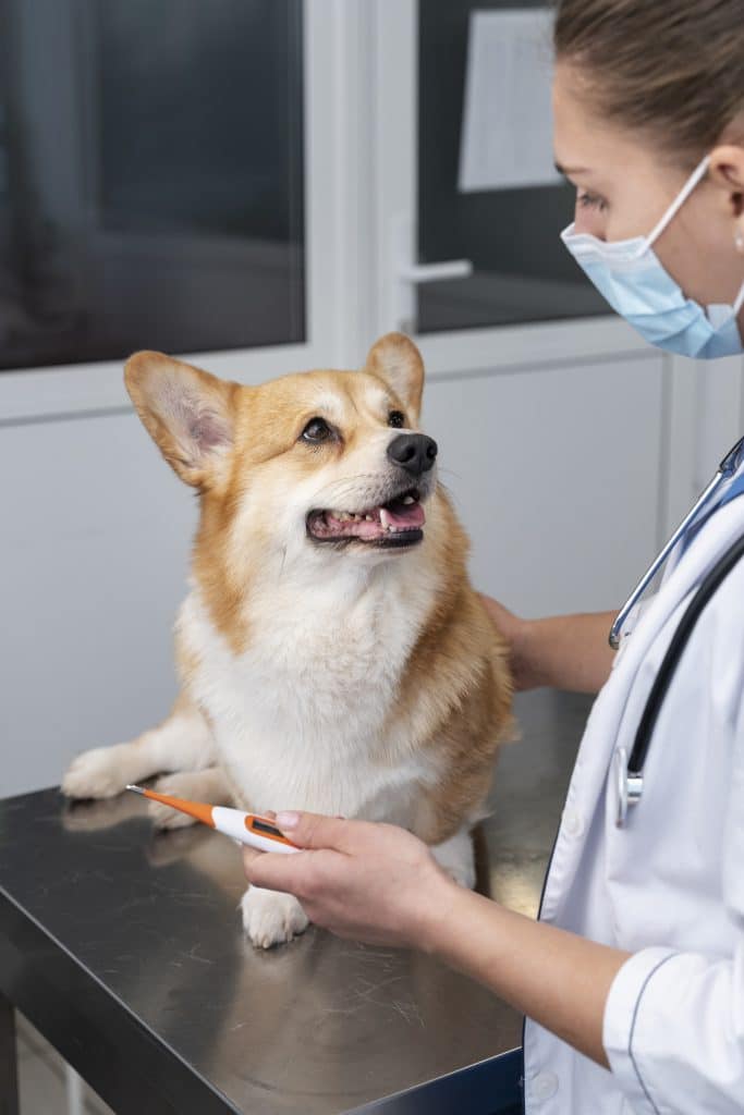 happy dog at the vets receiving treatment
