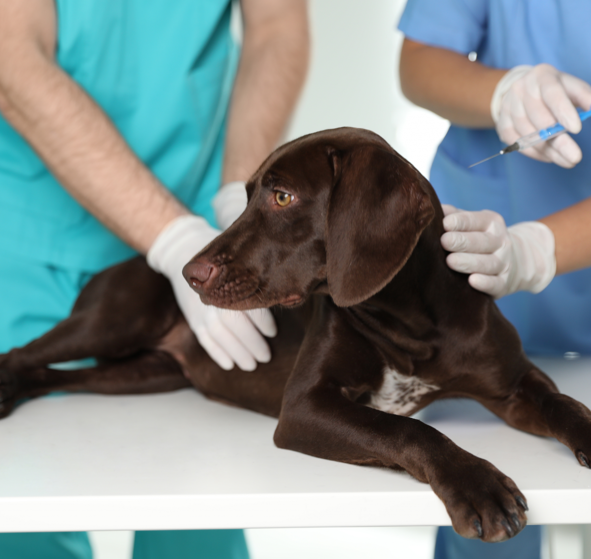 Dog on the table at Local Vets about to dog vaccinations near me from two vets