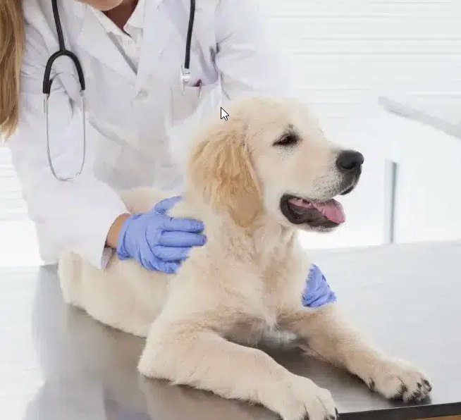 Puppy at Local Vets ready to have dog vaccinations halesowen
