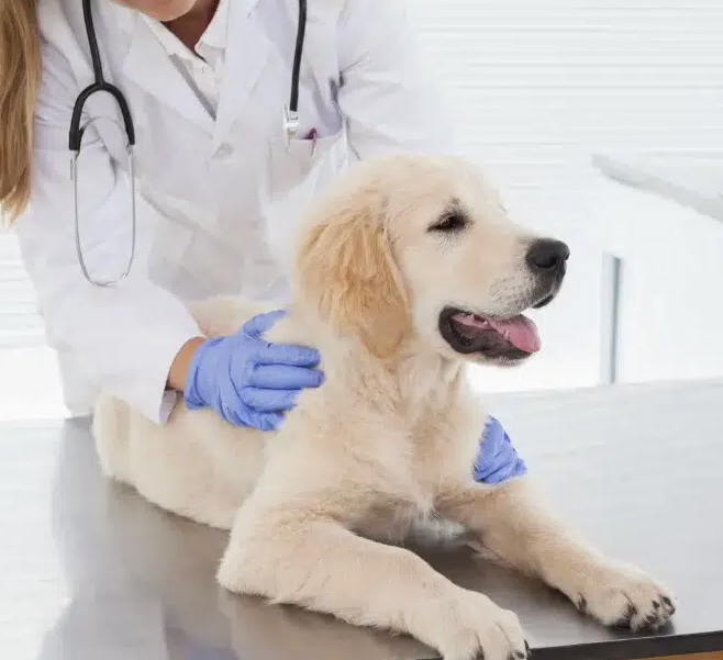 Puppy at Local Vets ready to have dog vaccinations near me