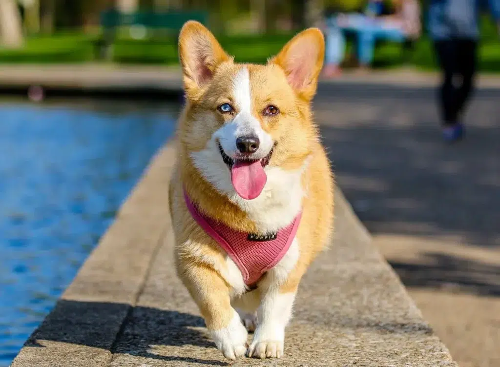 pet passports for dogs in Birmingham