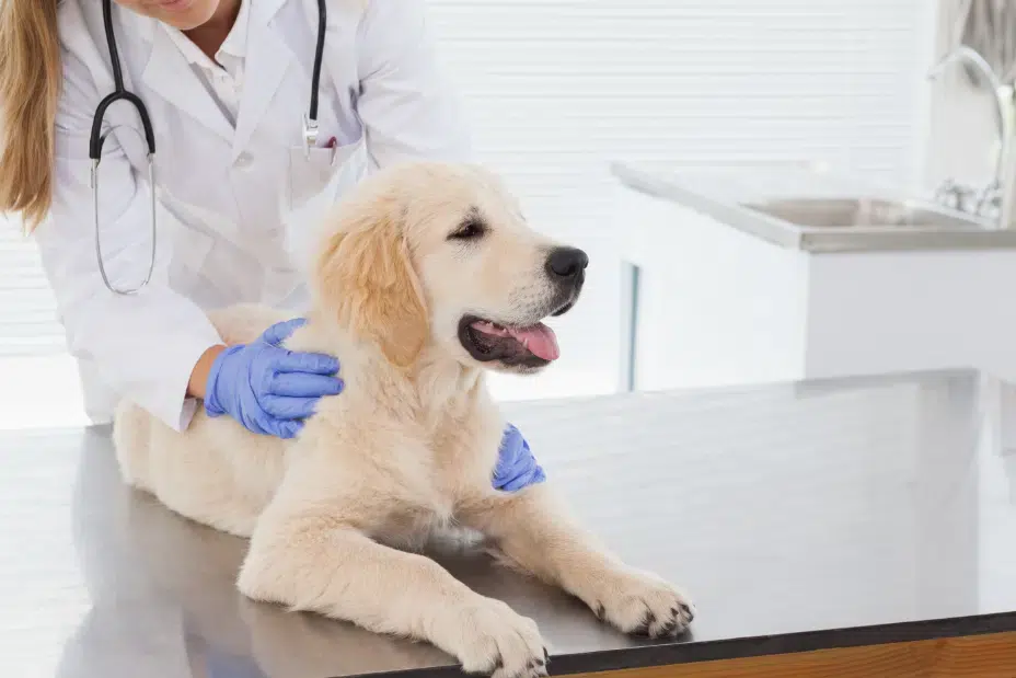 Pet neutering services Birmingham