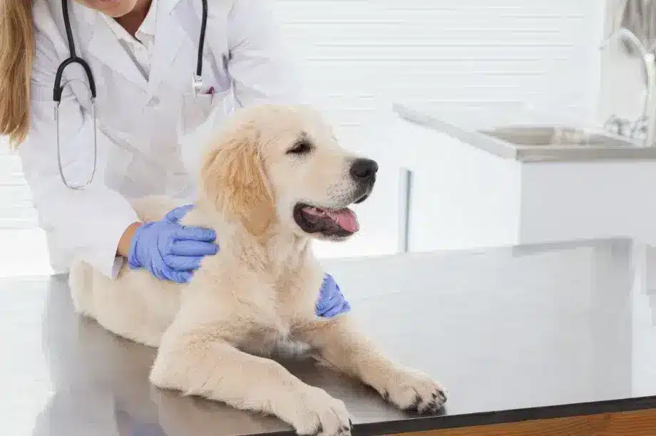 Halesowen Dog Vet